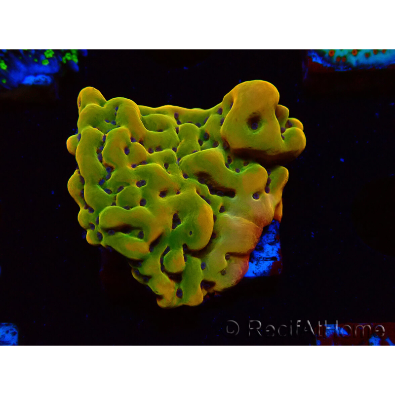 WYSIWYG RAH Montipora Orange Punch