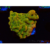WYSIWYG RAH Montipora Orange Punch