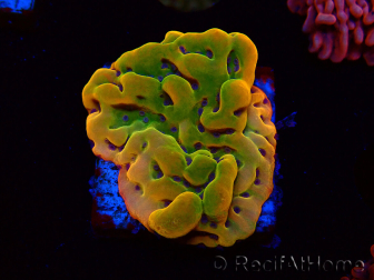 WYSIWYG RAH Montipora Orange Punch 11K8