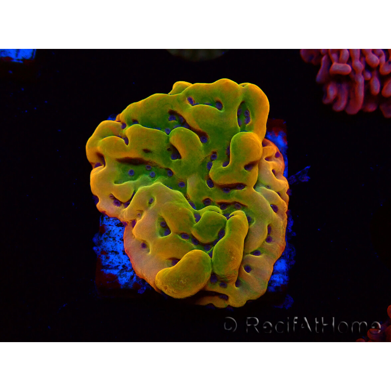 WYSIWYG RAH Montipora Orange Punch