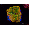 WYSIWYG RAH Montipora Orange Punch