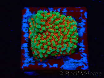 WYSIWYG Montipora Grinch 11L1