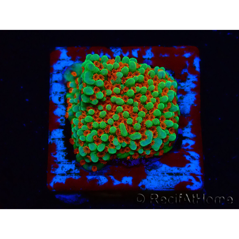 WYSIWYG Montipora Grinch 11L1