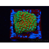 WYSIWYG Montipora Grinch
