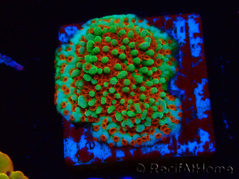 WYSIWYG Montipora Grinch