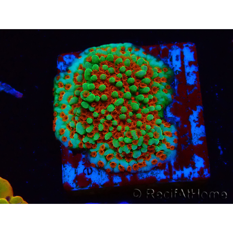 WYSIWYG Montipora Grinch