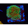 WYSIWYG Montipora Grinch 11L2