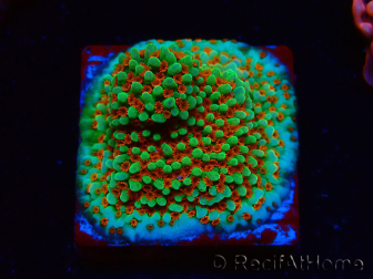 WYSIWYG Montipora Grinch
