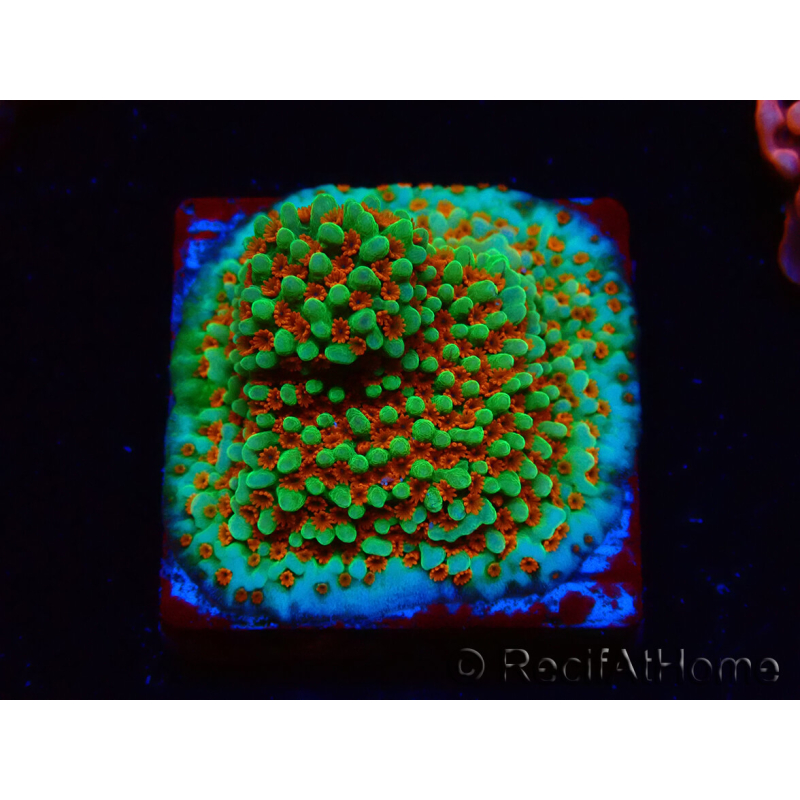 WYSIWYG Montipora Grinch