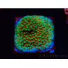 WYSIWYG Montipora Grinch