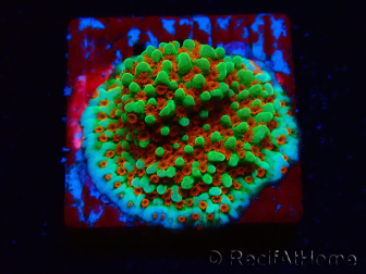 WYSIWYG Montipora Grinch 11L4