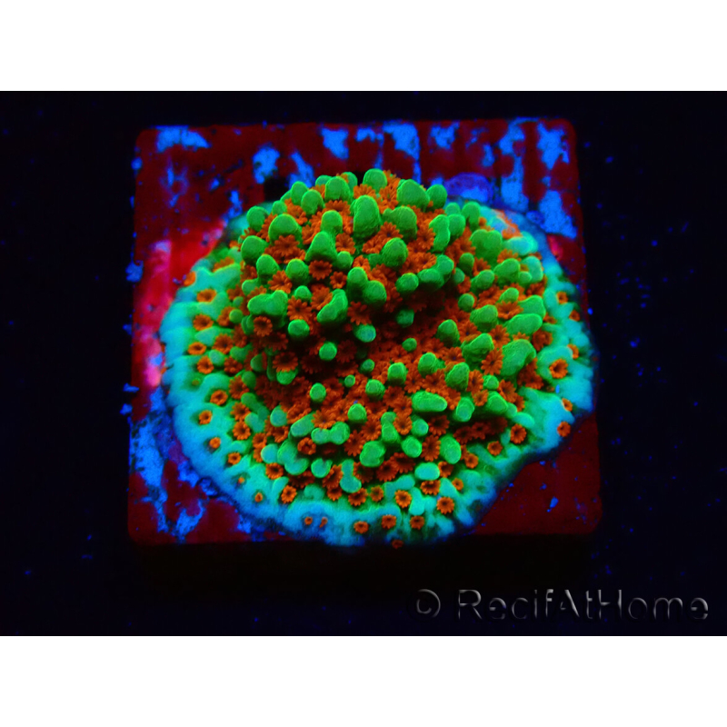WYSIWYG Montipora Grinch 11L4