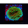 WYSIWYG Montipora Grinch 11L4