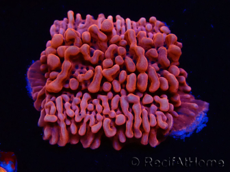 WYSIWYG JF Mean Streak Montipora 11L5
