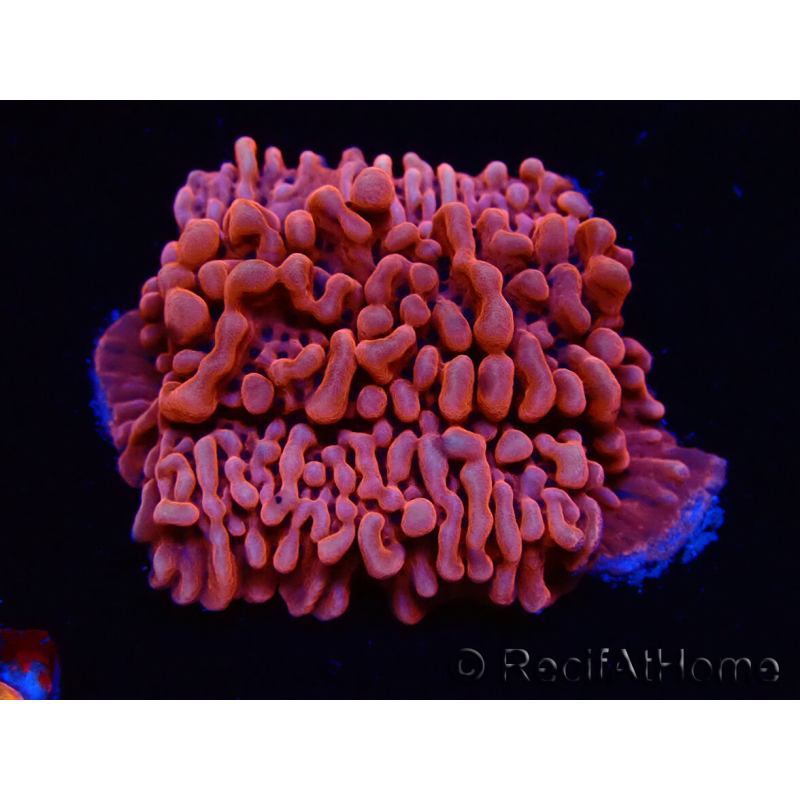 WYSIWYG JF Mean Streak Montipora 11L5
