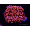 WYSIWYG JF Mean Streak Montipora