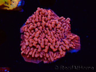 WYSIWYG JF Mean Streak Montipora