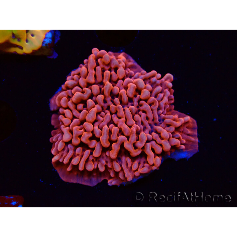 WYSIWYG JF Mean Streak Montipora 11L6