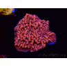 WYSIWYG JF Mean Streak Montipora