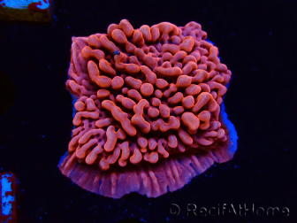 WYSIWYG JF Mean Streak Montipora