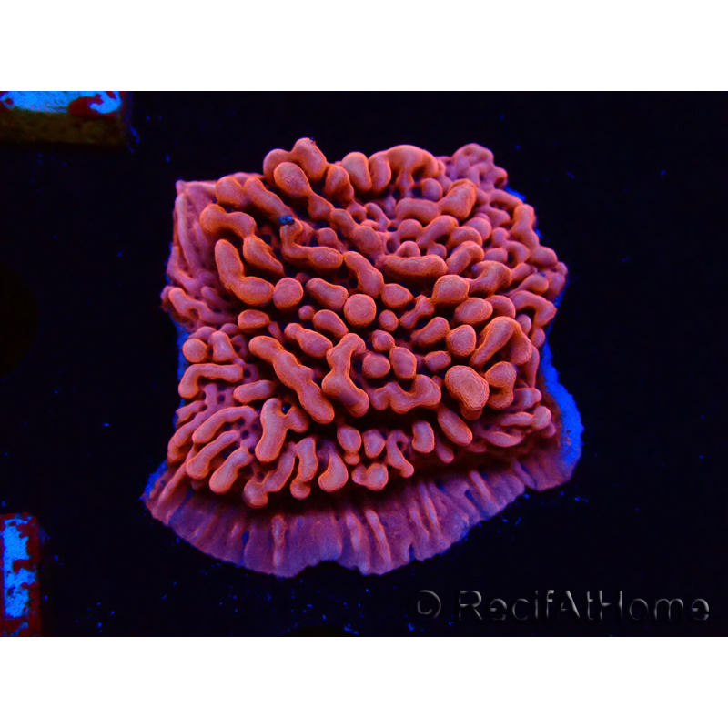 WYSIWYG JF Mean Streak Montipora