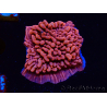 WYSIWYG JF Mean Streak Montipora