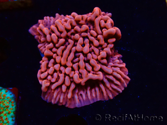 WYSIWYG JF Mean Streak Montipora