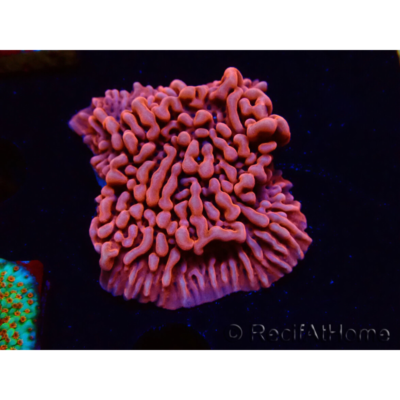 WYSIWYG JF Mean Streak Montipora