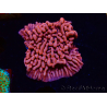 WYSIWYG JF Mean Streak Montipora 11L8