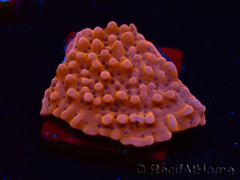WYSIWYG RAH Montipora Princess Peach
