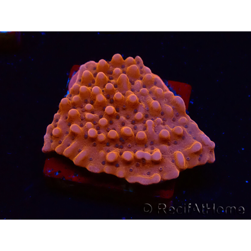 WYSIWYG RAH Montipora Princesa Melocotón