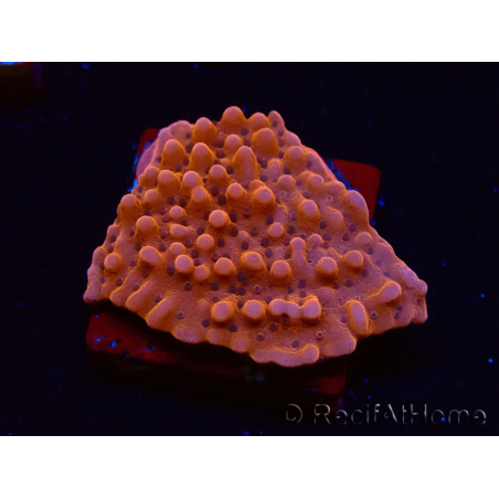 WYSIWYG RAH Montipora Princess Peach