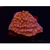 WYSIWYG RAH Montipora Princess Peach