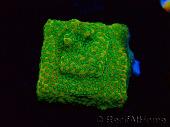 WYSIWYG RAH Montipora Acid Orange