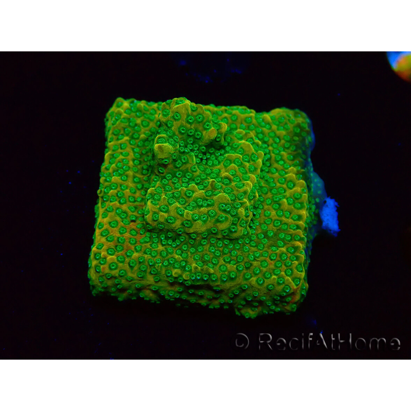 WYSIWYG RAH Montipora Acid Orange 11M5