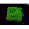 WYSIWYG RAH Montipora Acid Orange 11M5