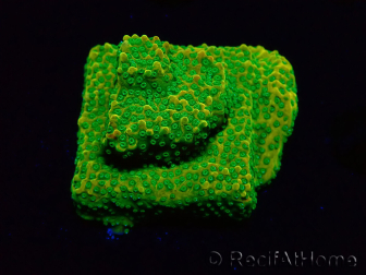 WYSIWYG RAH Montipora Acid Orange