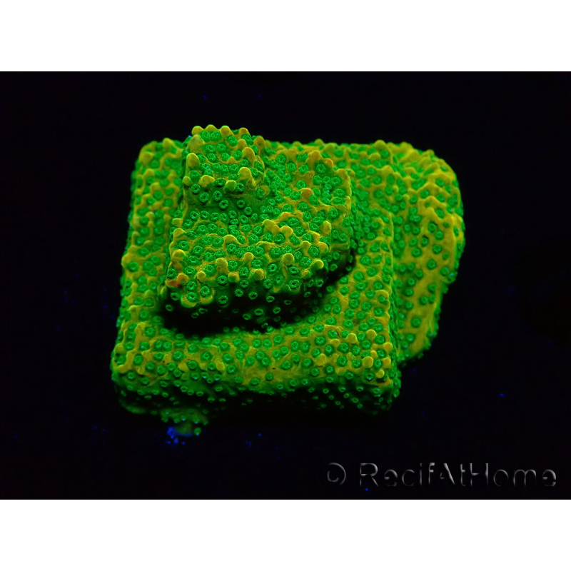 WYSIWYG RAH Montipora Acid Orange