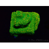WYSIWYG RAH Montipora Acid Orange