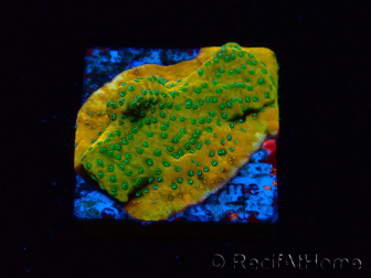 WYSIWYG RAH Montipora Ácido Naranja