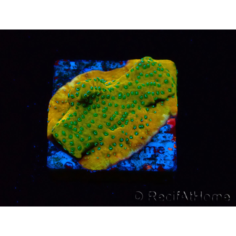 WYSIWYG RAH Montipora Acid Orange
