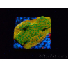 WYSIWYG RAH Montipora Acid Orange 11M7