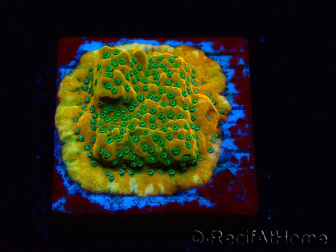 WYSIWYG RAH Montipora Acid Orange 11M8