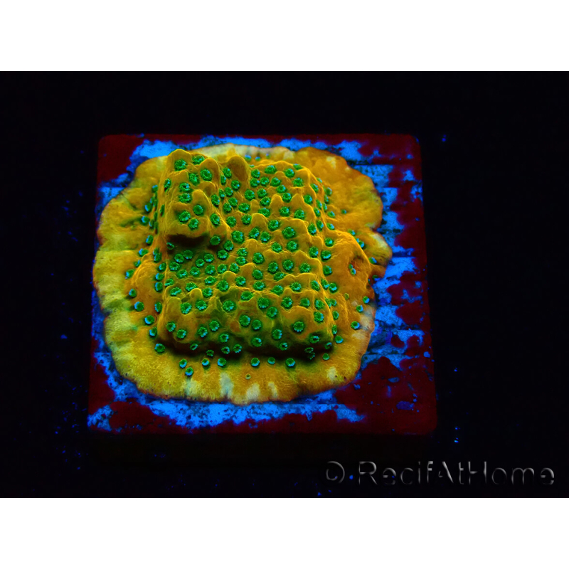 WYSIWYG RAH Montipora Acid Orange 11M8