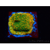 WYSIWYG RAH Montipora Acid Orange