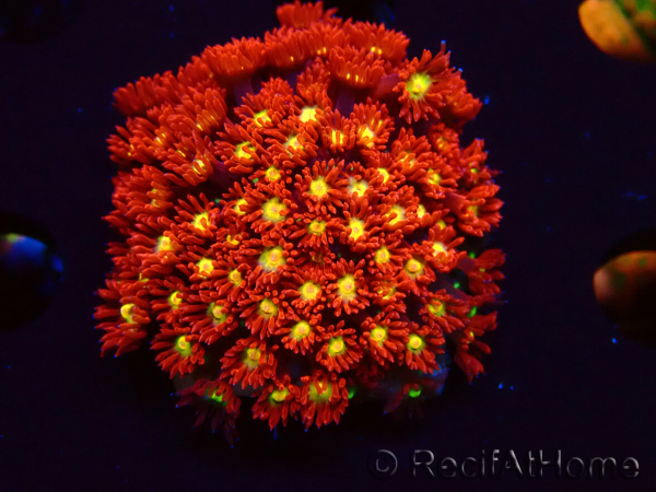 WYSIWYG Bernardpora stutchburyi