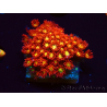 WYSIWYG Bernardpora stutchburyi