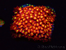 WYSIWYG Bernardpora stutchburyi