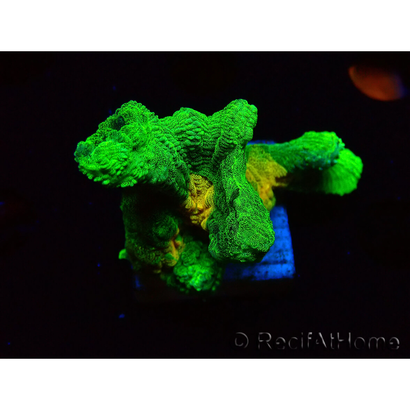 WYSIWYG - Pectinia Space Invader
