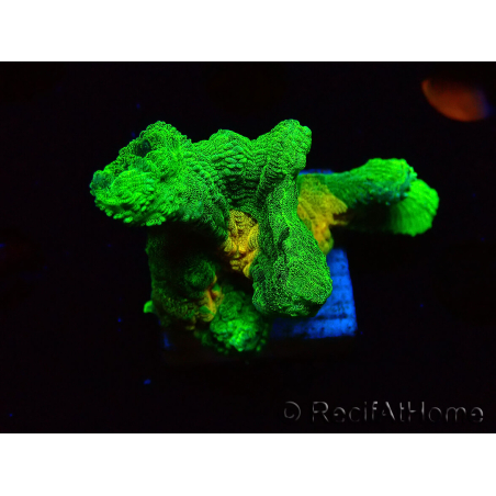 WYSIWYG - Pectinia Space Invader 4